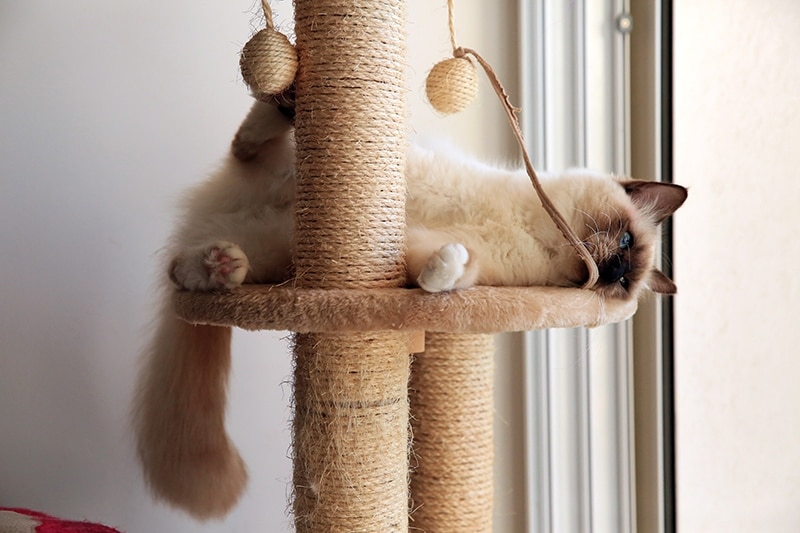 siamese cat playing on the cat tree