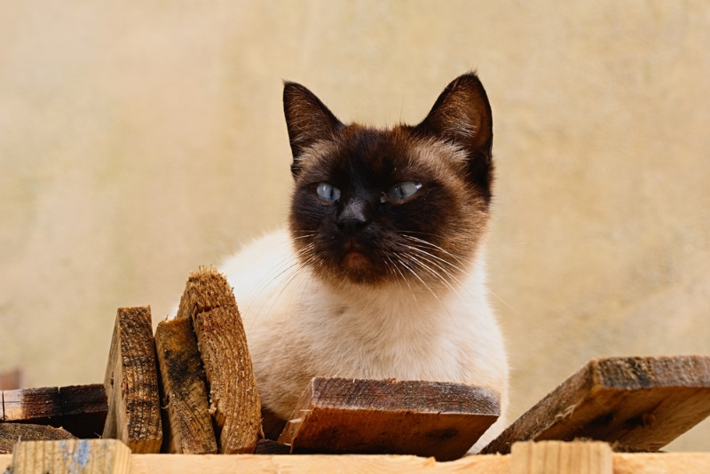 siamese cat with vitiligo - fading color on nose bridge