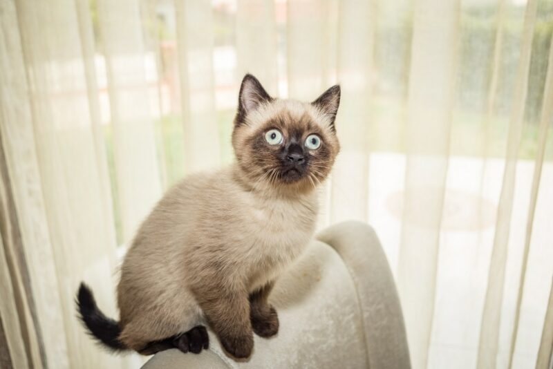 siamese kitten close up