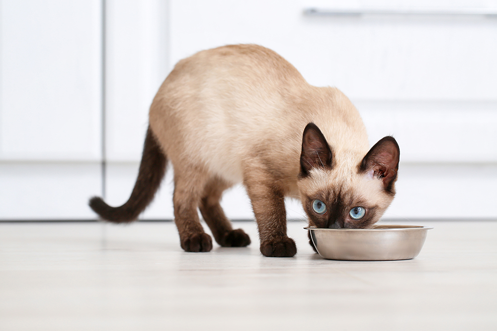 siamese kitten eating from a stainless bowl