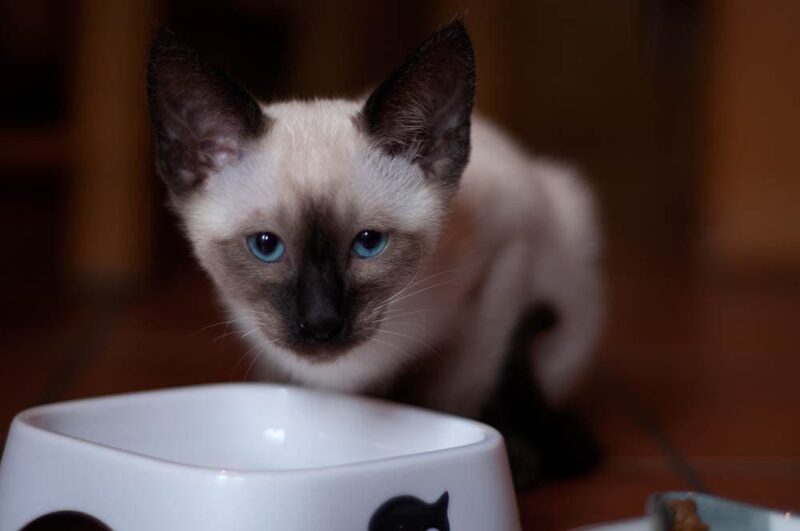 siamese kitten eating