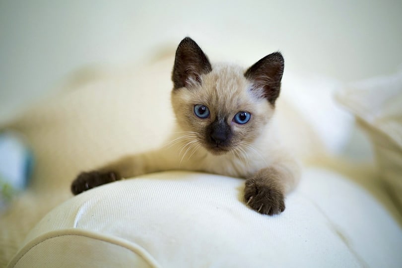 siamese kitten on sofa