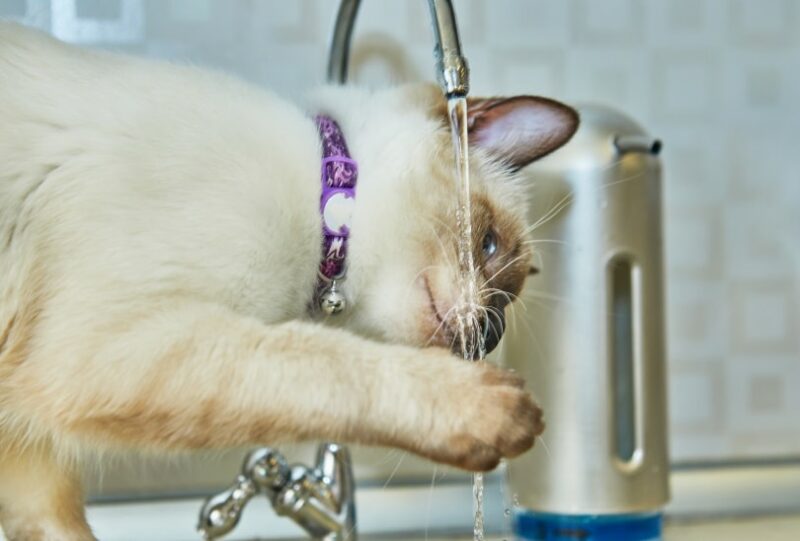 siamese kitten playing water