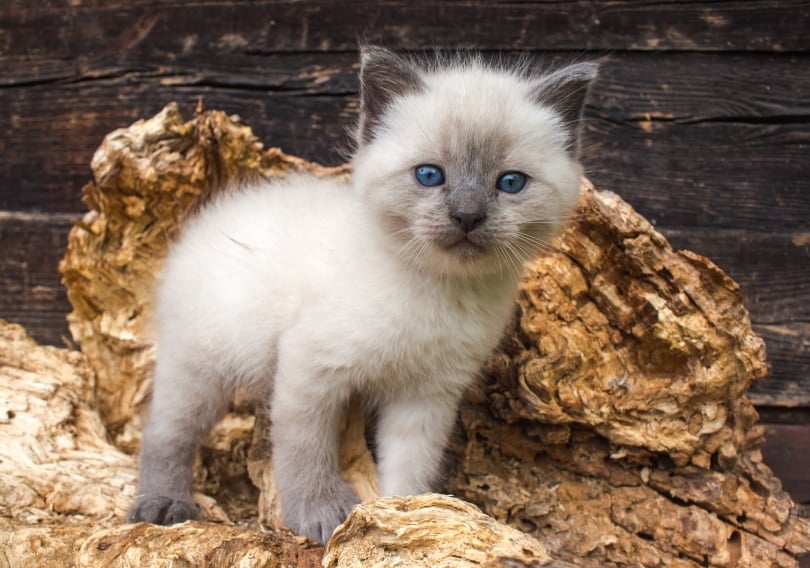 siamese kitten with blue eyes
