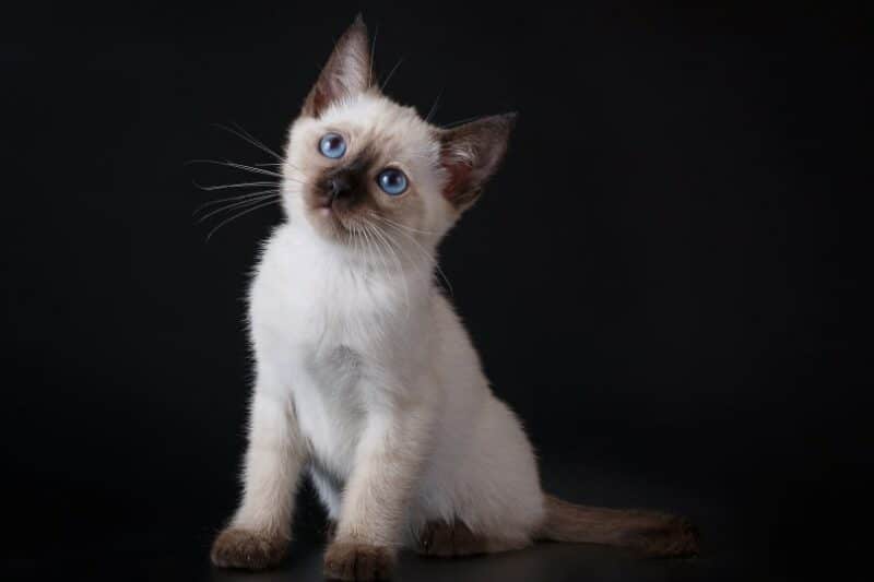 siamese kittens in black background