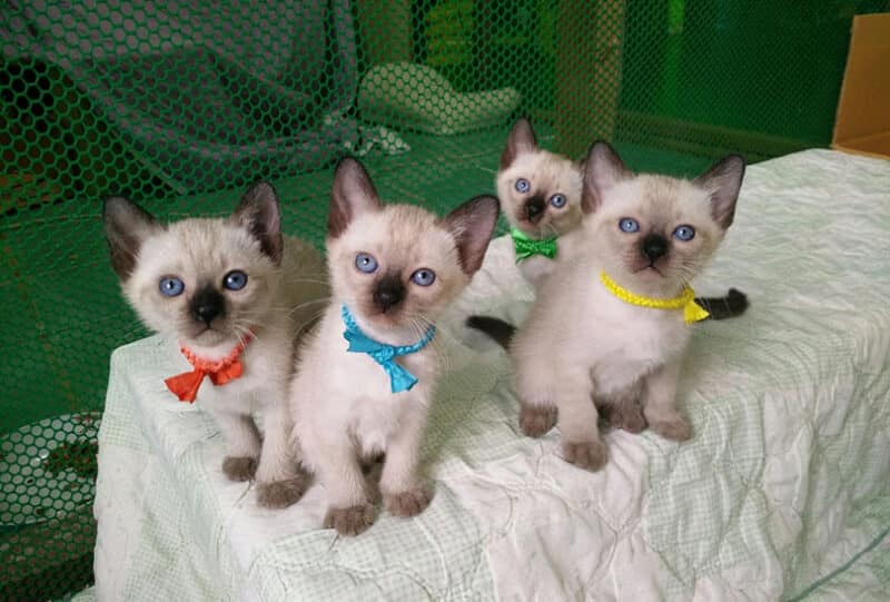 siamese kittens on a table covered with cloth