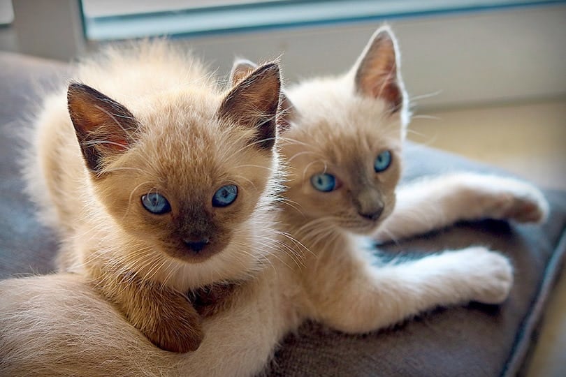 siamese kittens on sofa