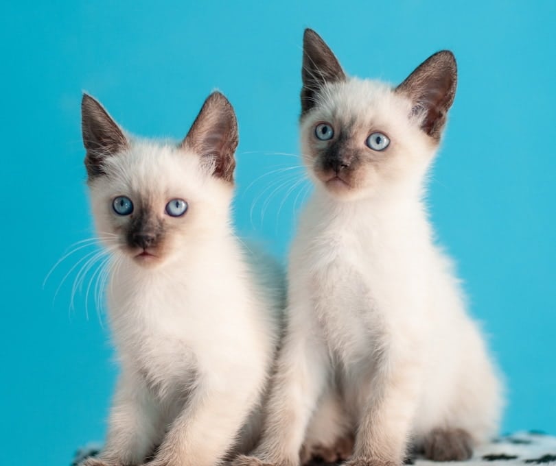 siamese kittens