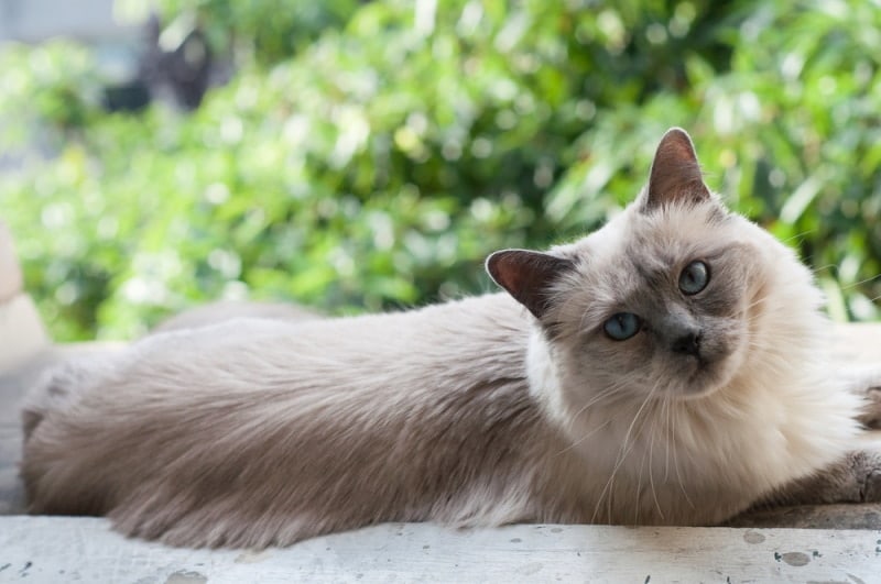 siamese ragdool cat mix lying