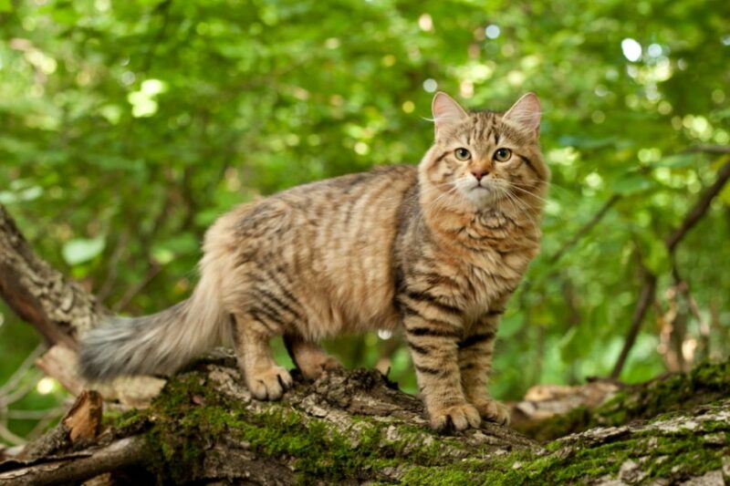 siberian cat in wood