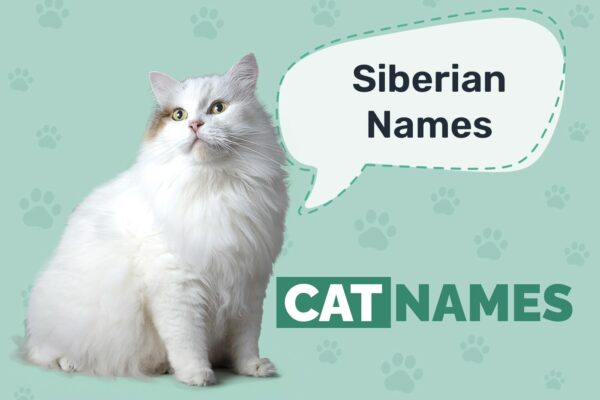 Siberian Cat Names