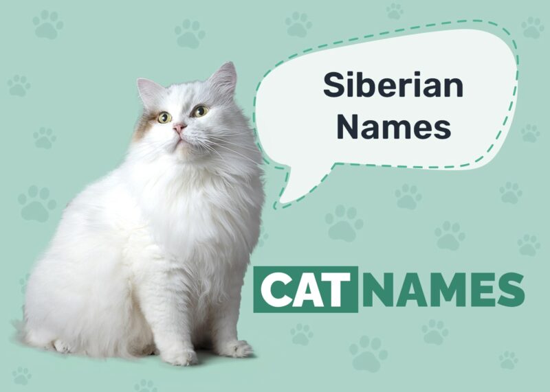 Siberian Cat Names