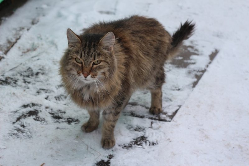 siberian cat on snow