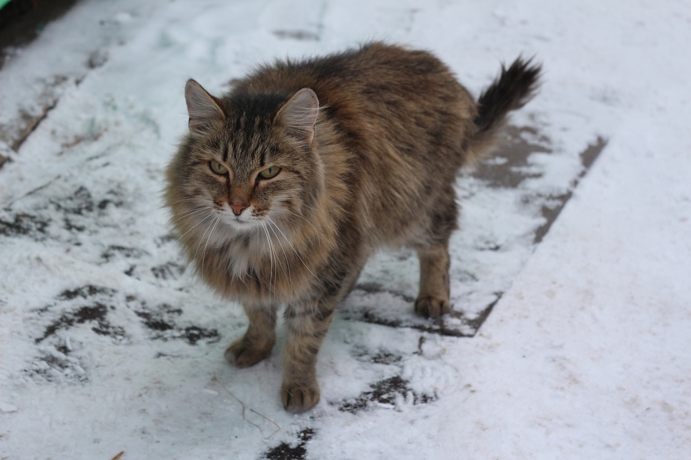 siberian cat on snow