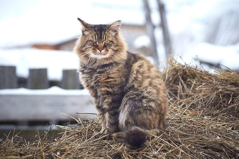 Siberian cat sitting on the hay