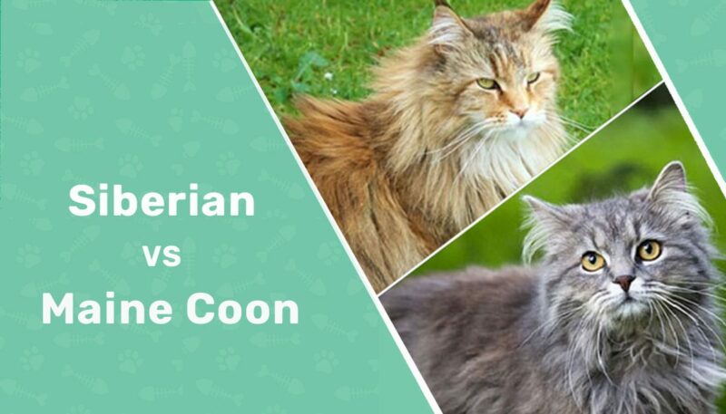 siberian vs maine coon