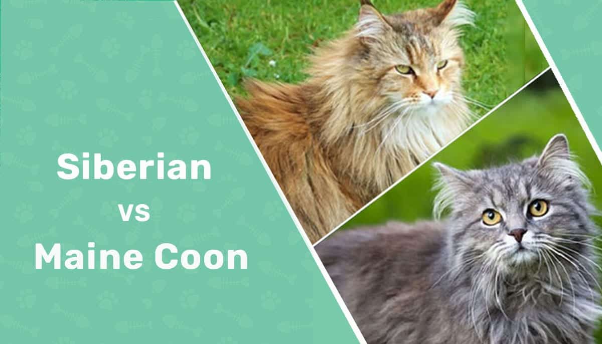 siberian vs maine coon