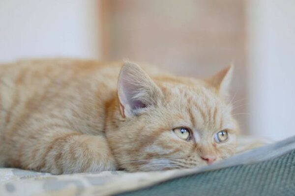 sick cat