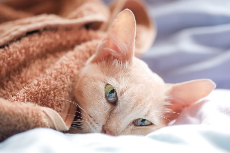 sick cat covered in towel or blanket on the bed