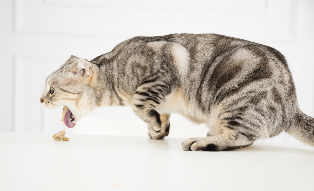 sick cat vomiting the food on a white background