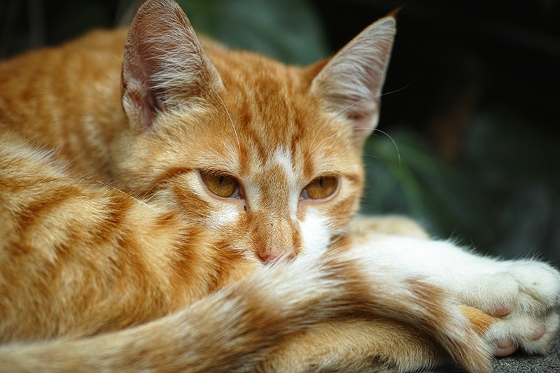 sick ginger cat