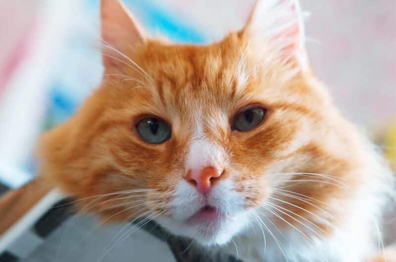 sick orange cat