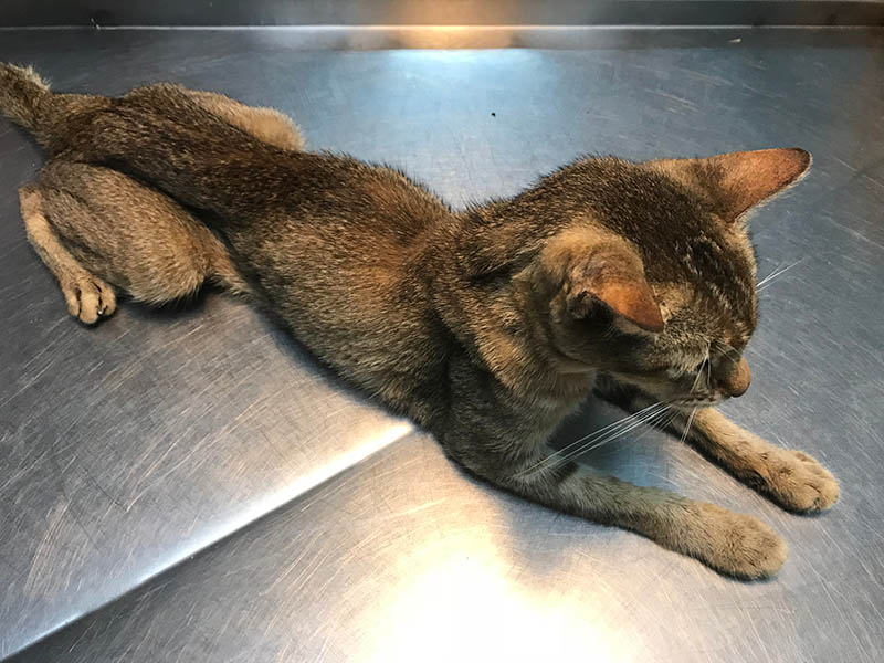 sick skinny cat in the veterinary clinic