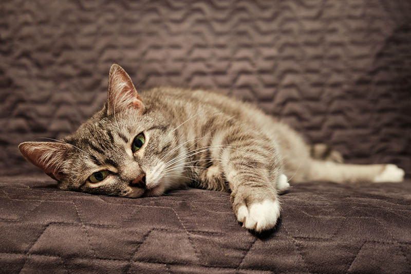 sick tabby cat lying on the bed