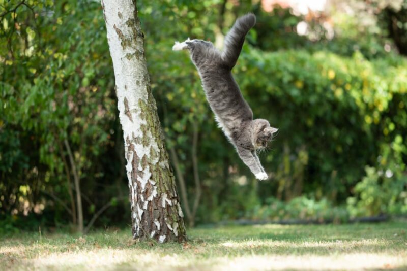 side view of a blue tabby white maine coon cat jumping down from birch tree in the back yard