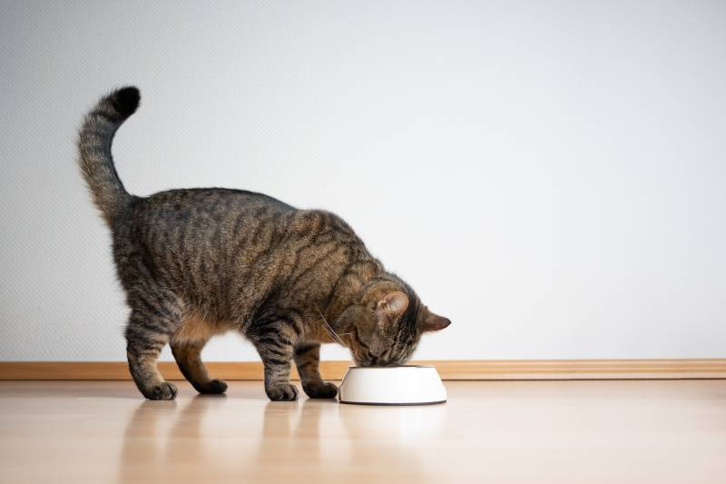 side view of tabby cat eating pet food from feeding bowl on white background