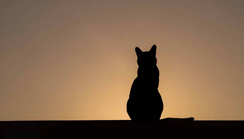 silhouette of a cat