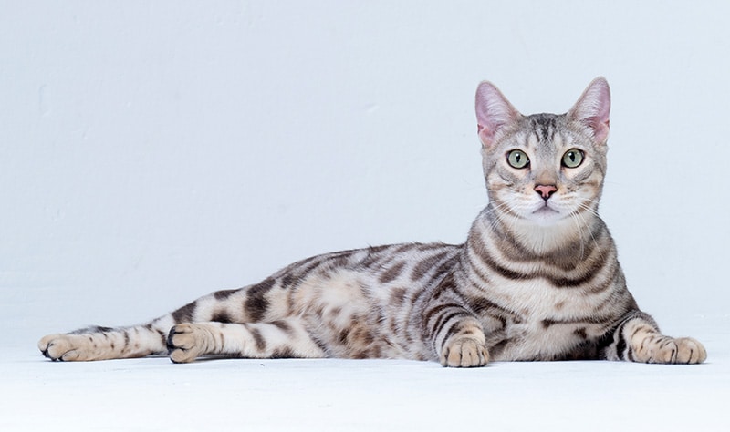 silver bengal cat lying on the floor
