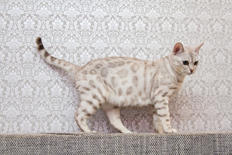 silver bengal cat