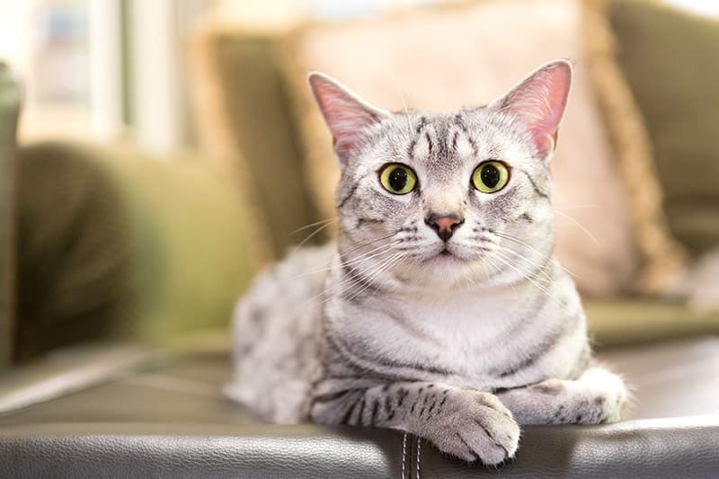 silver egyptian mau cat relaxing on the couch