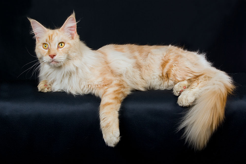 Silver smoke red Maine Coon on black background