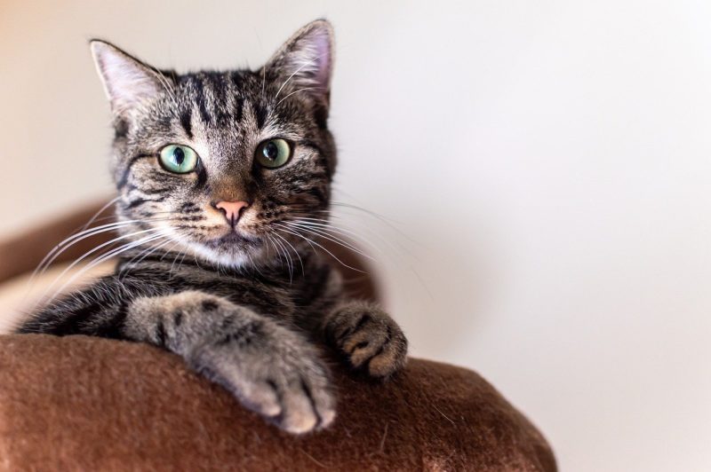 Domestic shorthair