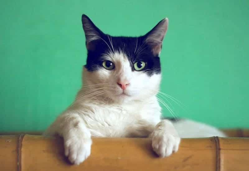 skeptical cat