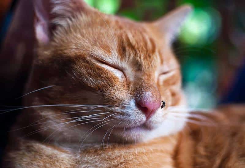 sleeping cat bitten by mosquito on its nose