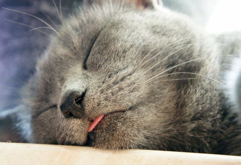sleeping cat with loose tongue