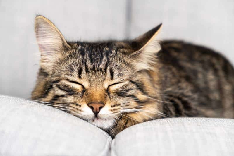 sleeping striped young cat on a gray sofa