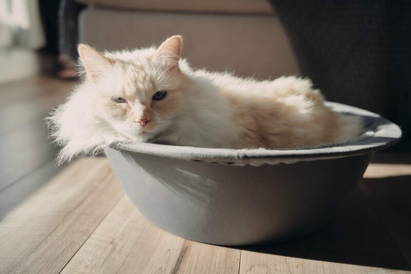 sleeping white himalayan persian cat in hepper nest