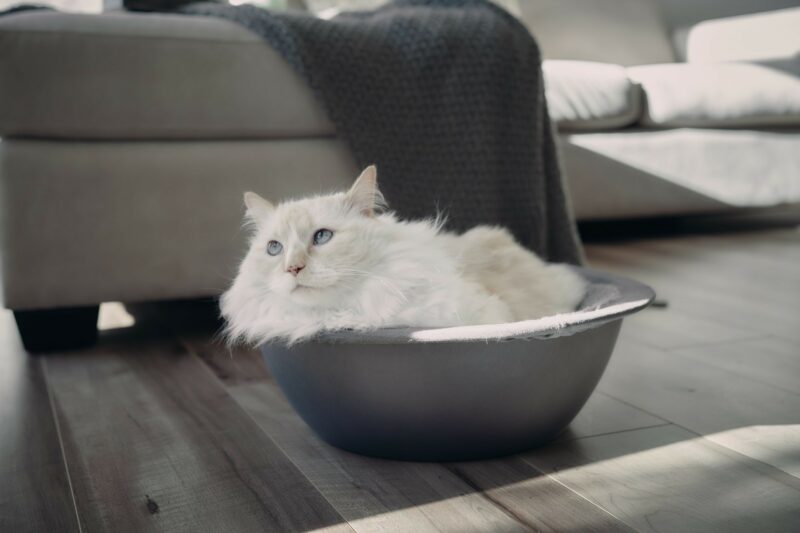 sleepy white himalayan cat in hepper nest bed