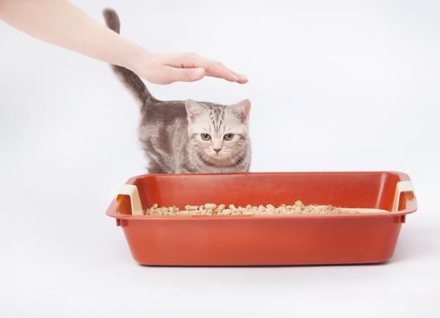 cat and litter box