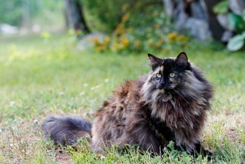 smoke tortoiseshell norwegian forest cat