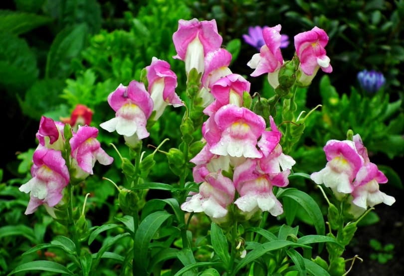 snapdragons flowers