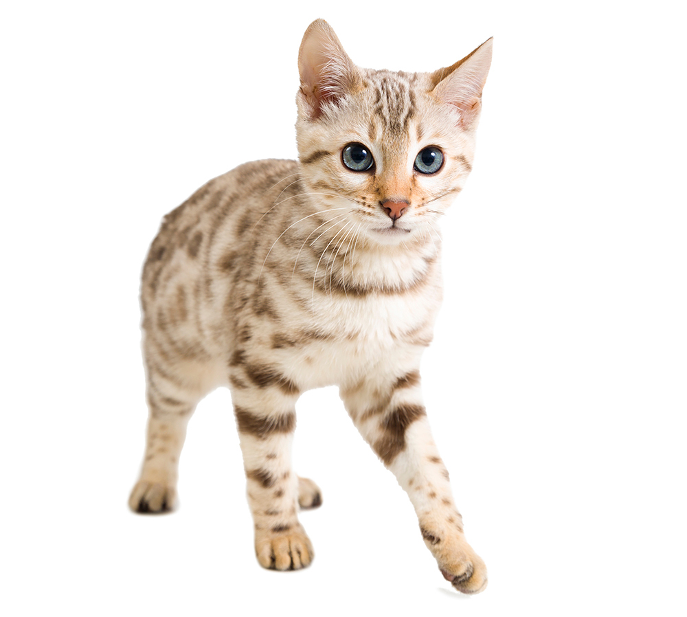 Snow Bengal kitten on white background