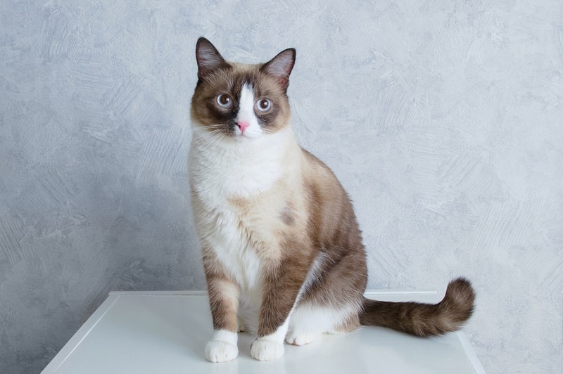 snow shoe cat sitting