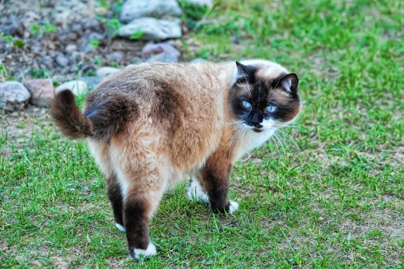 Snowshoe cat on the grass