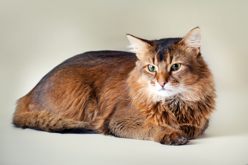 somali-cat