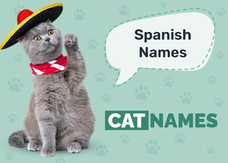 Spanish Cat Names
